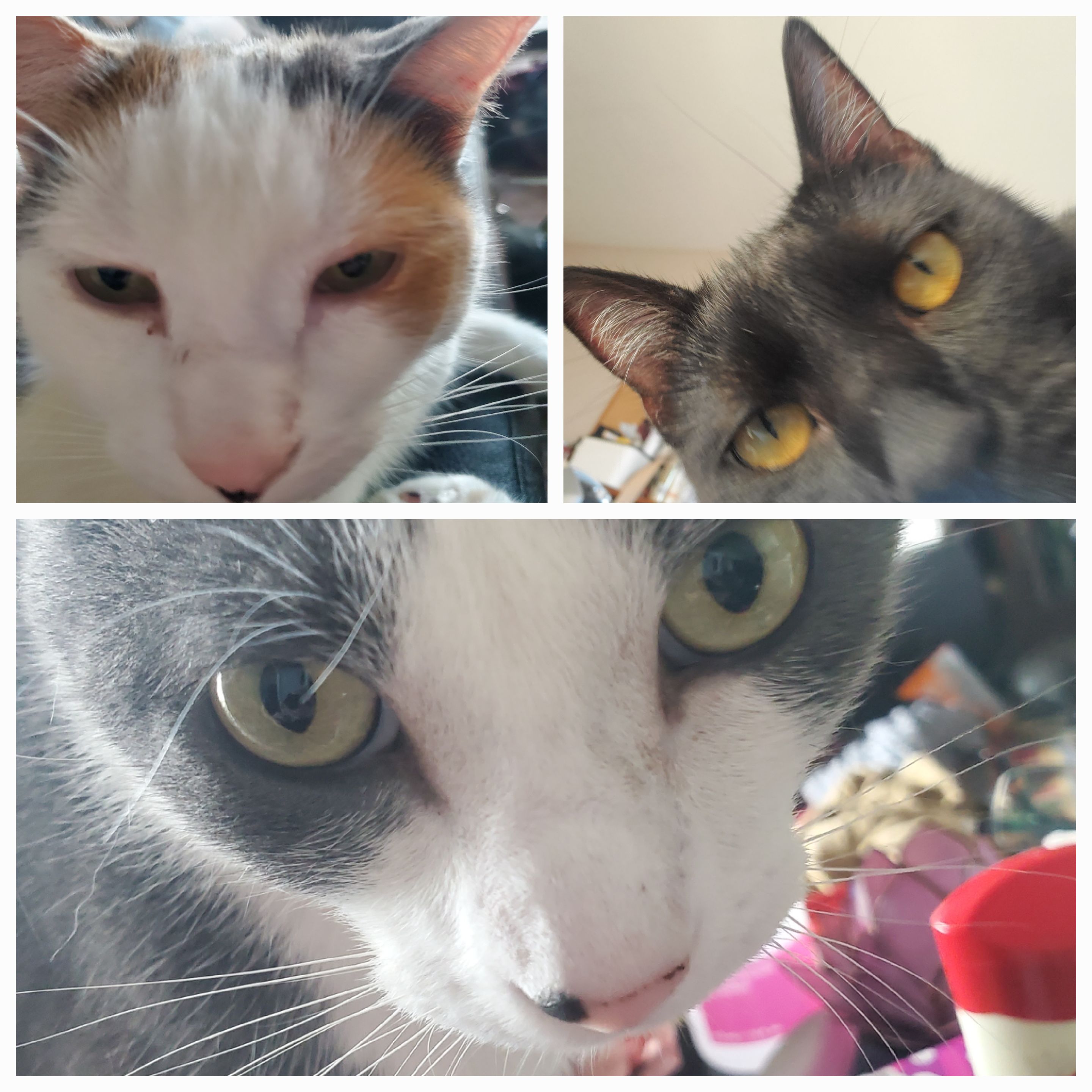 Collage of my three cats, Mothra, Gigan, and Rodan